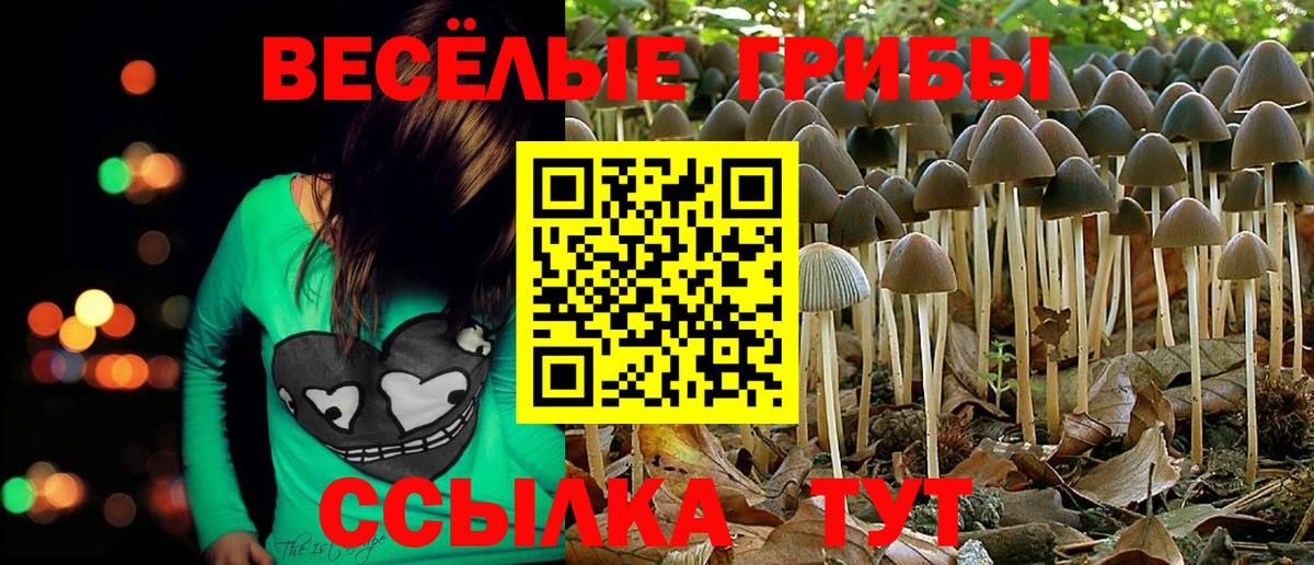 Псилоцибиновые грибы Psilocybe Люберцы